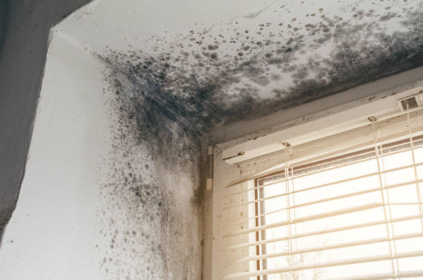 Affordable Mold Cleanup solutions in Long Lake, IL